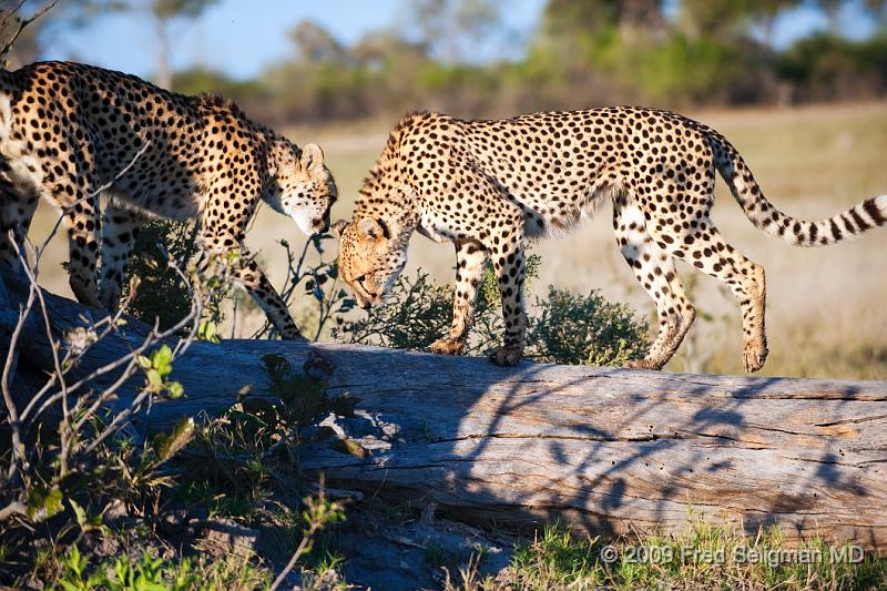 20090618_074822 D3 (2) X1.jpg - Cheetah at Selinda Spillway (Hunda Island) Botswana